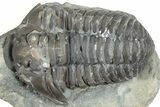 Flexicalymene Trilobite Fossil - Indiana #287625-2